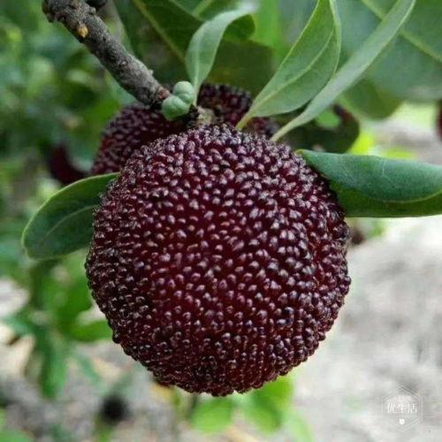 吃杨梅吃瓜会胖吗女生,揭秘女性食用后体重变化之谜