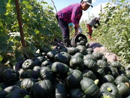 减脂期贝贝瓜怎么吃,轻松享瘦的夏日瓜果选择