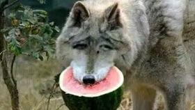 吃瓜打狼,一场现代版民间英雄传奇