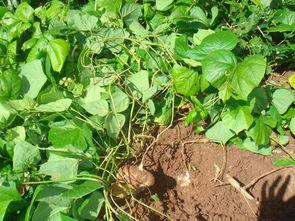 剥皮土瓜怎么吃