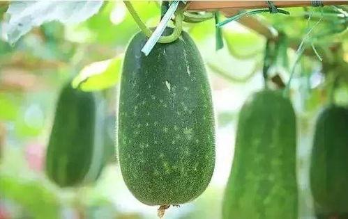 解暑瓜怎么吃,解暑瓜的多样食法探索