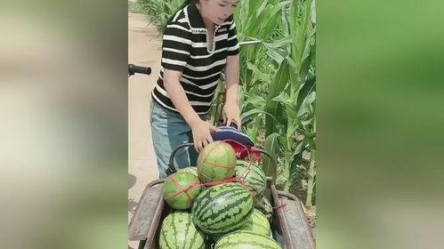 想偷几个瓜吃,偷几个瓜解馋记