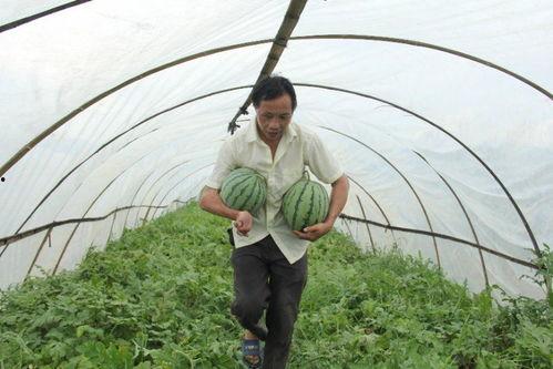 宜春中学吃瓜,揭秘校园里的热点话题