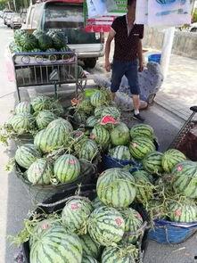 青田吃瓜曝光事件,揭秘背后真相与网络舆论风暴