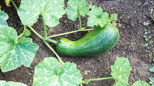 吃瓠瓜要去皮,尽享美味与健康的完美邂逅