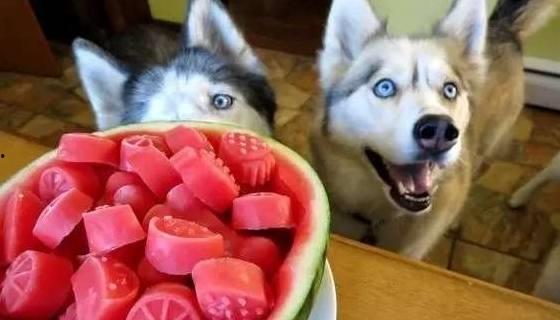 训狗吃瓜家庭,一家人的欢乐日常