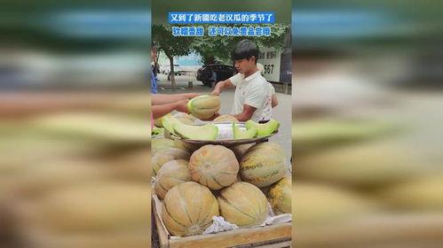 地里吃新疆老汉瓜,地里的甜蜜诱惑