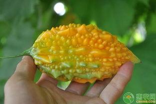 吃瓜学堂,揭秘娱乐圈背后的真相与趣味