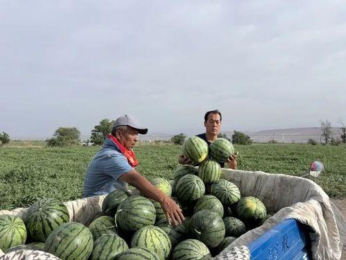 缅北吃瓜号,吃瓜号带你探秘边境奇闻轶事