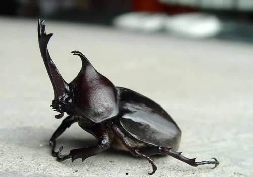 独角仙吃瓜吗,揭秘昆虫界的“吃瓜群众”