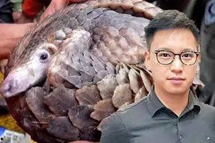 吃瓜穿山甲,揭秘神秘生物的生存之谜